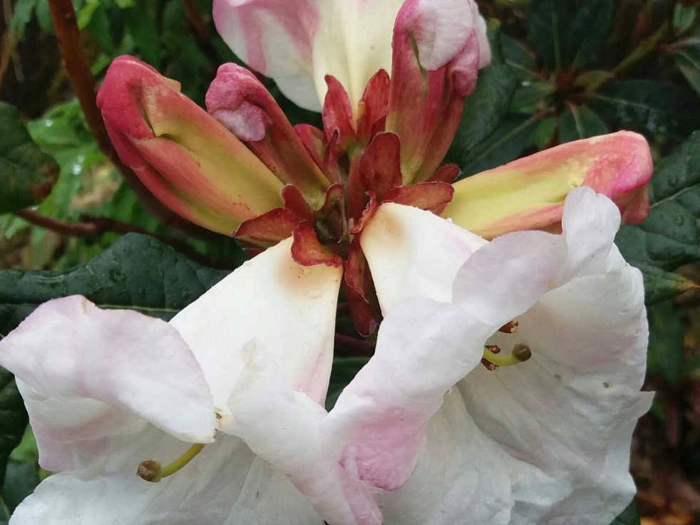 R. lindleyi hybrid